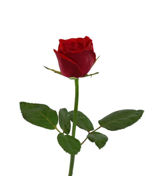 Belle Fleur Rose Rouge Isolée Sur Fond Blanc — Photo