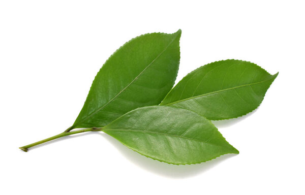 Green tea leaf isolated on white background