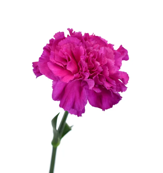 Vacker Lila Nejlika Blomma Isolerad Vit Bakgrund — Stockfoto