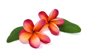 Güzel kırmızı plumeria rubra çiçeği beyaz arka planda izole edilmiş.