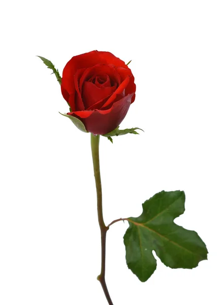 Fleur Rose Rouge Isolée Sur Fond Blanc — Photo