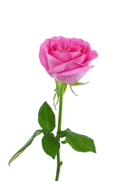 Bella Rosa Rosa Fiore Isolato Sfondo Bianco — Foto Stock