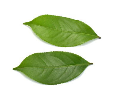 Beyaz arkaplanda yeşil çay yaprağı izole