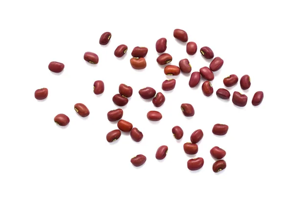 红豆科植物 在白色背景上被分离 — 图库照片