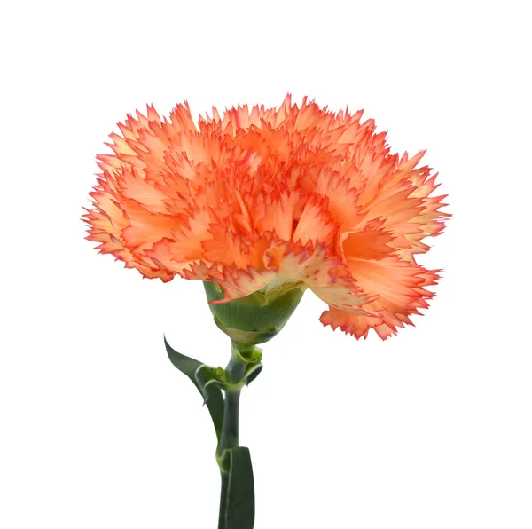 Vacker Orange Nejlika Blomma Isolerad Vit Bakgrund — Stockfoto