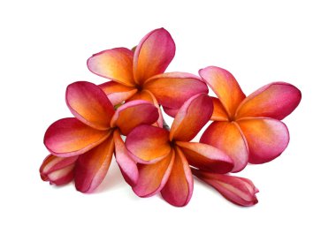 Beyaz arka planda izole edilmiş güzel kırmızı rubra çiçekleri.