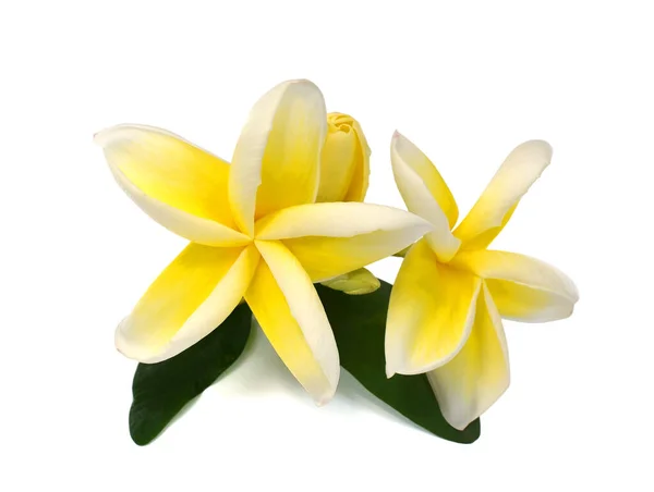 Mooie Gele Plumeria Rubra Bloem Geïsoleerd Witte Achtergrond — Stockfoto