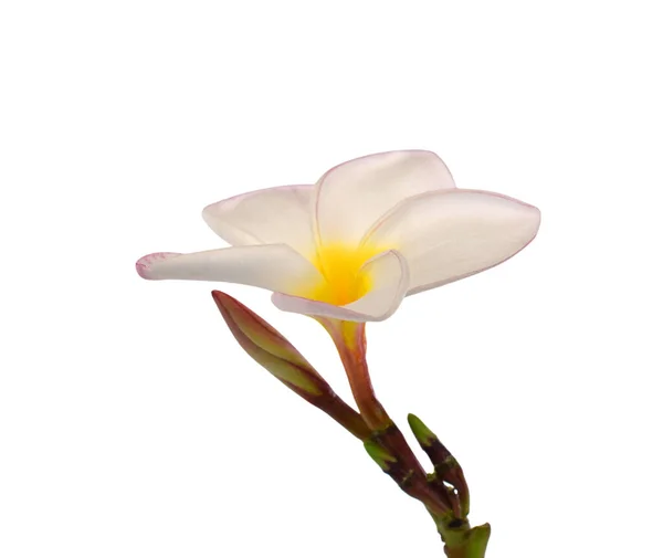 Bela Flor Plumeria Rubra Isolado Fundo Branco — Fotografia de Stock