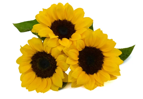 Beautiful Bouquet Sunflower Isolated White Background — Stock Photo, Image