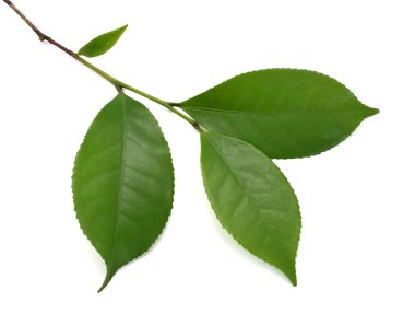 Beyaz arkaplanda yeşil çay yaprağı izole