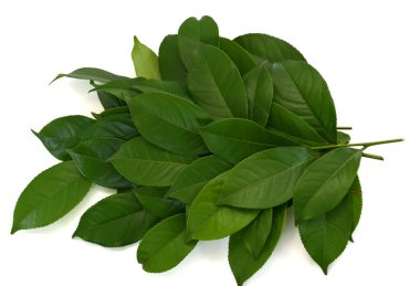 Beyaz arkaplanda yeşil çay yaprağı izole