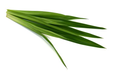 Taze Pandan yaprakları beyaz arkaplanda izole