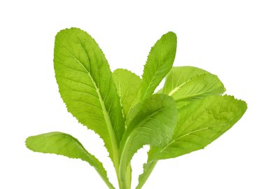 Taze yeşil yapraklı lahana sebzesi (brassicaceae) beyaz arka planda izole edilmiştir.