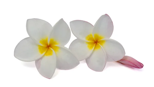 Beautiful White Plumeria Rubra Flower Isolated White Background — Stock Photo, Image