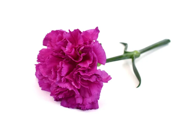 Vacker Lila Nejlika Blomma Isolerad Vit Bakgrund — Stockfoto