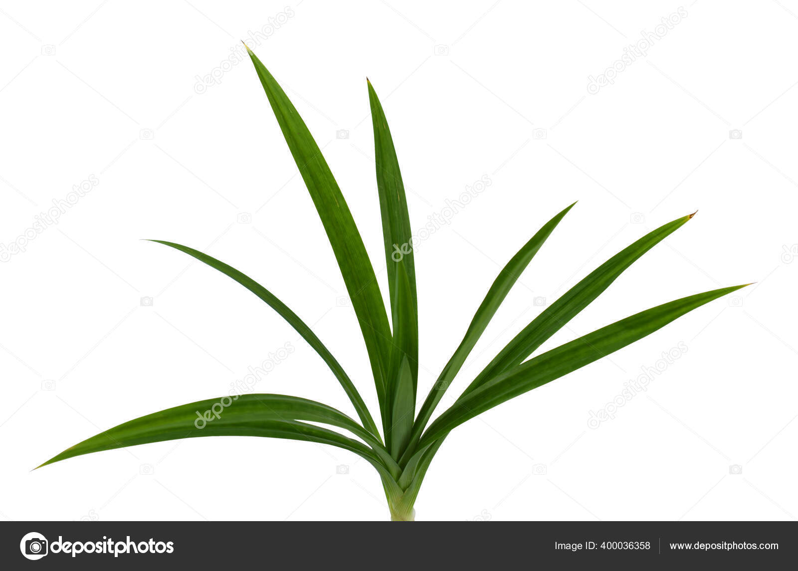 Daun Pandan Vector Kita