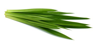 Pandanus amiarillifolius beyaz arkaplanda izole edilmiş.