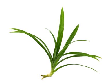 Pandanus amiarillifolius beyaz arkaplanda izole edilmiş.