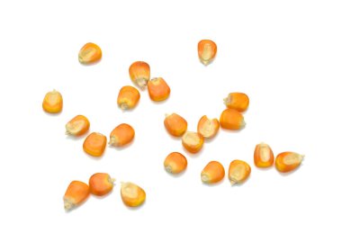 Beyaz arkaplanda izole edilmiş sarı mısır taneleri