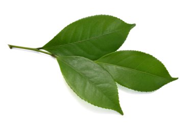 Beyaz arkaplanda yeşil çay yaprağı izole