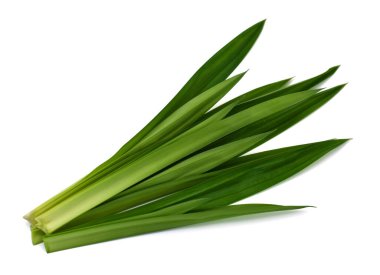 Taze Pandan yaprakları beyaz arkaplanda izole