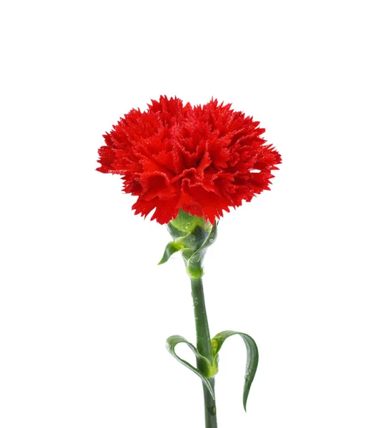Vacker Röd Nejlika Blomma Isolerad Vit Bakgrund — Stockfoto