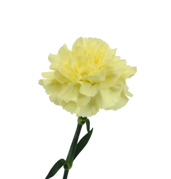 Gyönyörű Sárga Szegfű Virág Elszigetelt Fehér Háttér — Stock Fotó