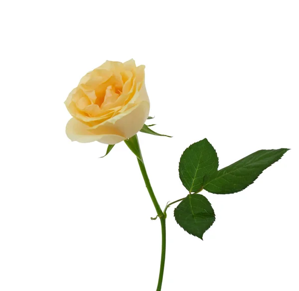 Hermosa Flor Rosa Amarilla Aislada Sobre Fondo Blanco —  Fotos de Stock