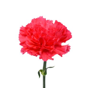 Güzel kırmızı karanfil çiçeği beyaz arkaplanda izole edilmiş
