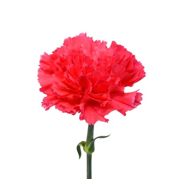 Piękny Czerwony Goździk Kwiat Odizolowany Białym Tle — Zdjęcie stockowe