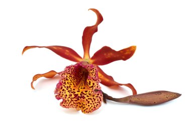 Güzel sığır orkidesi çiçeği beyaz arka planda izole edilmiş.