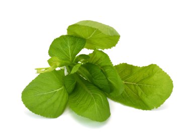 Taze yeşil yapraklı lahana sebzesi (brassicaceae) beyaz arka planda izole edilmiştir.