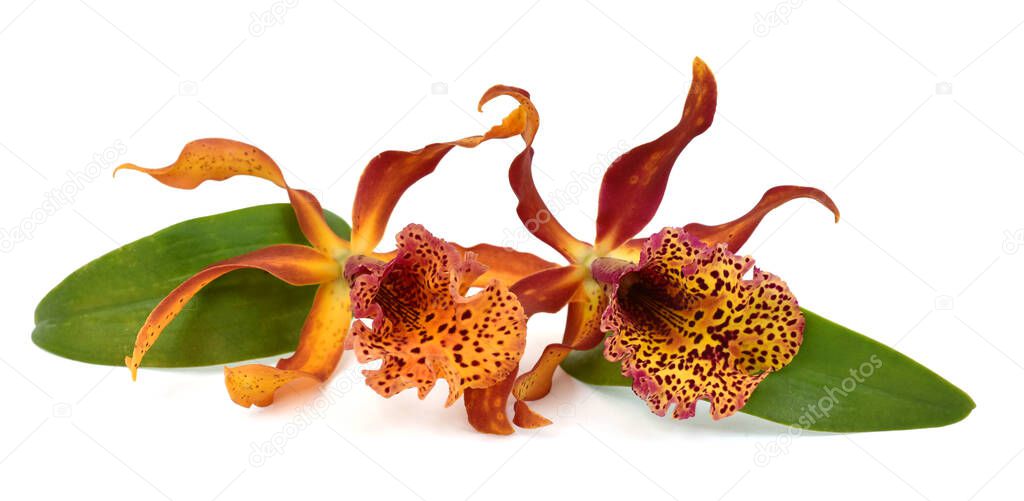 beautiful cattleya orchid flower isolated on white background