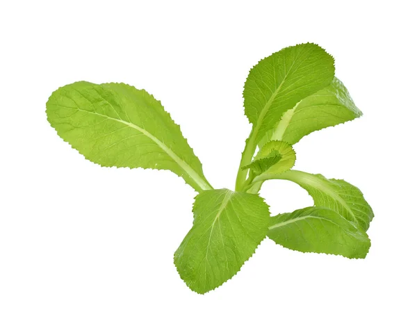 Färska Gröna Bladgrönsaker Brassicaceae Isolerad Vit Bakgrund — Stockfoto