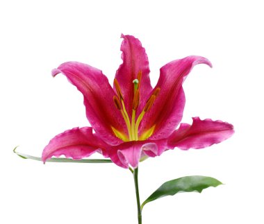 Çiçek açan zambak çiçeğini beyaz arkaplanda izole et