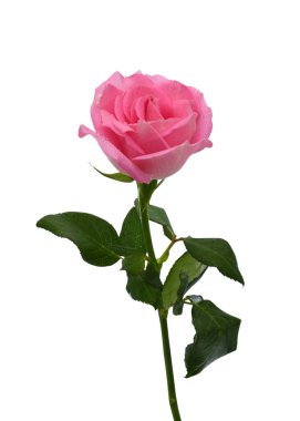 Beyaz arka planda izole edilmiş güzel pembe gül çiçeği.