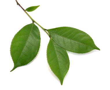 Beyaz arkaplanda yeşil çay yaprağı izole