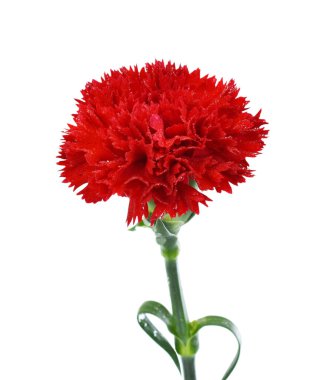 Güzel kırmızı karanfil çiçeği beyaz arkaplanda izole edilmiş