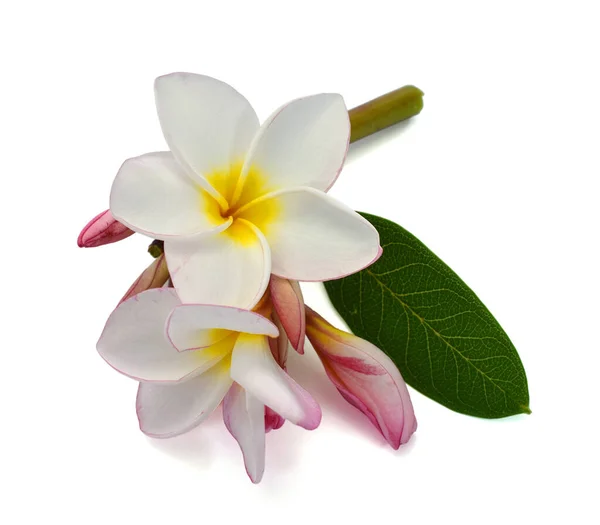 Mooie Witte Plumeria Rubra Bloem Geïsoleerd Witte Achtergrond — Stockfoto