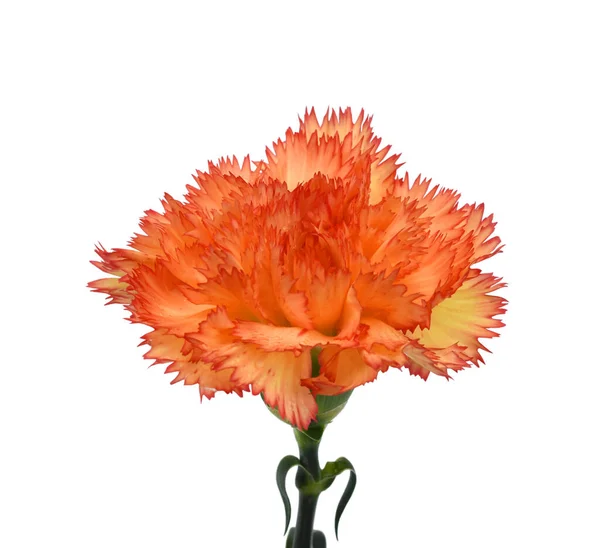 Vacker Orange Nejlika Blomma Isolerad Vit Bakgrund — Stockfoto