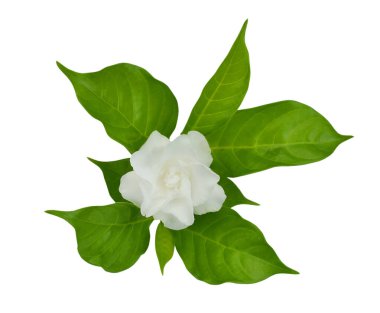 Beyaz arka planda izole edilmiş güzel sampaguita çiçekleri