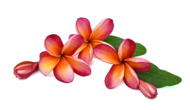 Güzel kırmızı plumeria rubra çiçeği beyaz arka planda izole edilmiş.