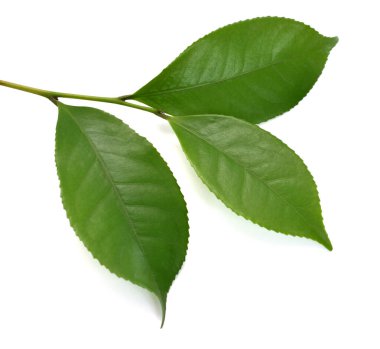 Beyaz arkaplanda yeşil çay yaprağı izole