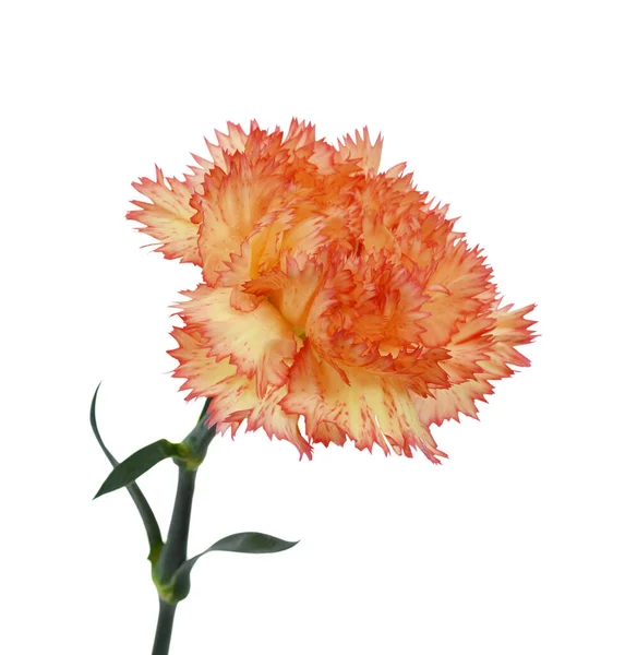 Beautiful Carnation Flower Isolated White Background — Stock Photo, Image