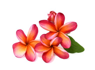 Güzel kırmızı plumeria rubra çiçeği beyaz arka planda izole edilmiş.