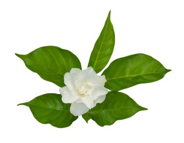 güzel Jasminum sambac çiçeği (sampaguita, melati putih) beyaz arka planda izole edilmiş