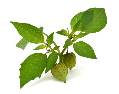 Physalis dutları beyaz arkaplanda izole edilmiş