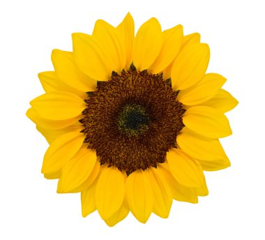 Beyaz arkaplanda izole edilmiş güzel ayçiçeği