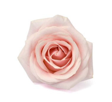 Beyaz arkaplanda izole edilmiş güzel gül çiçeği