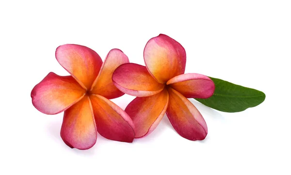 Hermosa Flor Roja Plumeria Rubra Aislado Sobre Fondo Blanco — Foto de Stock